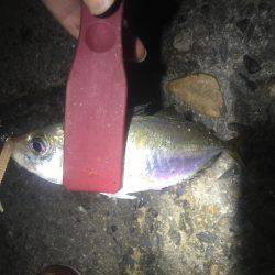 久しぶりにアジング